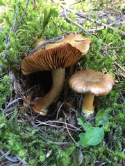 Cortinarius parkeri