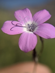 Gilia cana