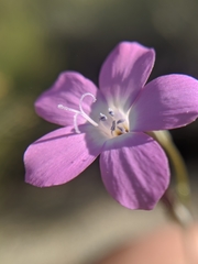 Gilia cana