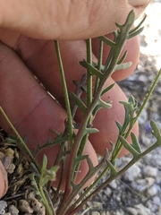Gilia cana