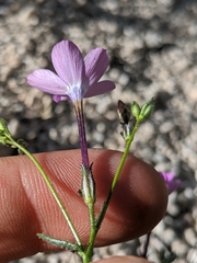 Gilia cana