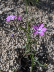 Gilia cana