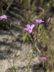 Gilia cana