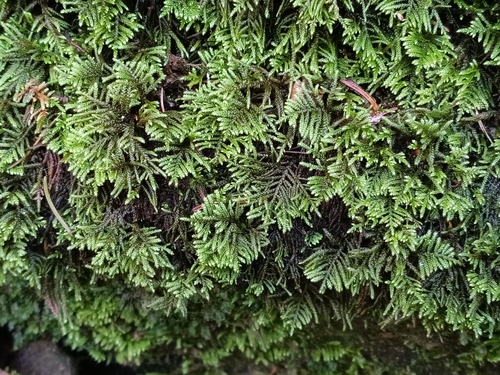 Hyocomium armoricum, 2026-08-24