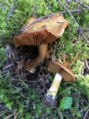 Cortinarius parkeri