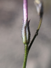 Gilia cana