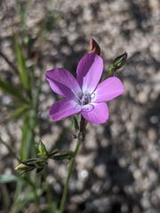 Gilia cana