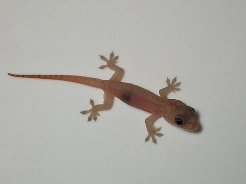 Hemidactylus frenatus observed 2026-08-24