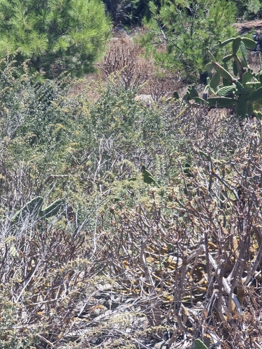 Euphorbia piscatoria
