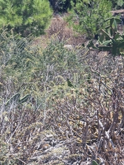 Euphorbia piscatoria