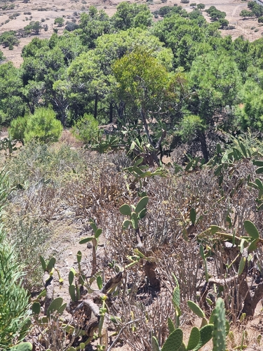 Euphorbia piscatoria, photograph 2