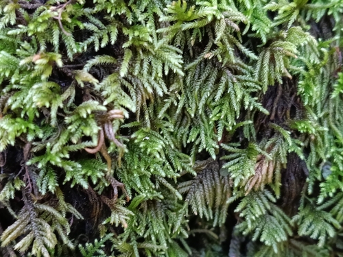 Hyocomium armoricum, 2026-08-24