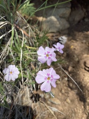 Phlox longifolia