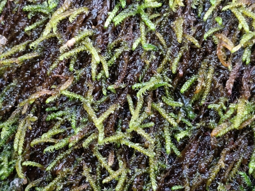 Hygrohypnella ochracea observed 2026-08-24