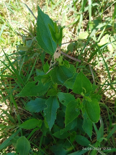 Chromolaena laevigata, photograph 1