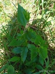 Chromolaena laevigata