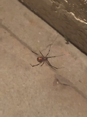 Latrodectus geometricus