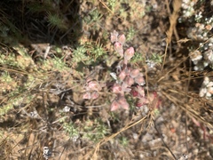 Dudleya blochmaniae