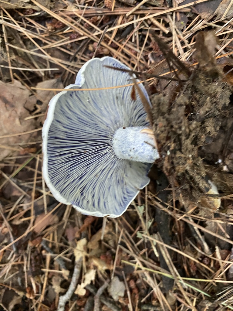indigo milk cap · August 2026 · photo: Photo: no rights reserved · iNaturalist
