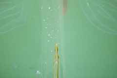 Bolinopsis infundibulum