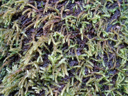 Hygrohypnella ochracea observed 2026-08-24