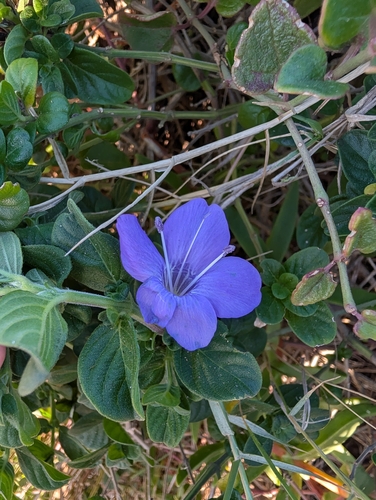 Barleria obtusa, 2026-08-24