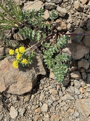 Lomatium cous