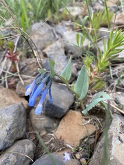Mertensia oblongifolia