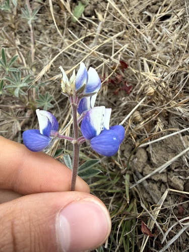 Lupinus nanus observed 2026-08-18