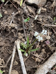 Lomatium gormanii