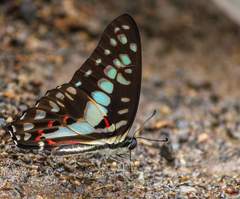 Graphium doson eleius