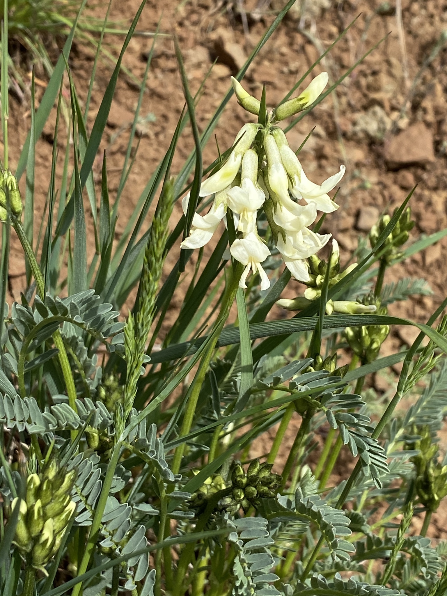Astragalus reventus