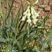 Blue Mountain Milkvetch - Photo (c) marek, some rights reserved (CC BY), uploaded by marek