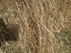 Deschampsia danthonioides