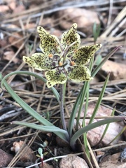 Fritillaria pinetorum