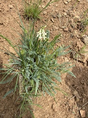 Astragalus reventus