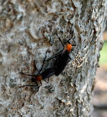 Plecia americana