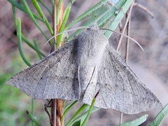 Oenochroma subustaria