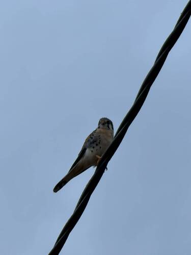 American Kestrel