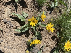 Balsamorhiza serrata