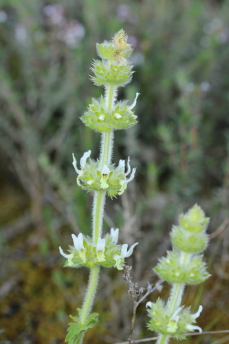 Sideritis hirsuta, photograph 1