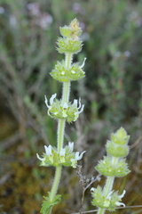 Sideritis hirsuta
