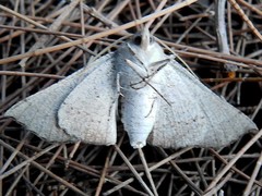 Oenochroma subustaria