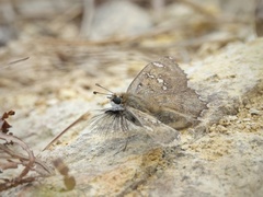 Caprona alida