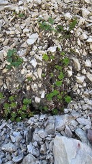Saxifraga sedoides, photograph (c) Claude Kolwelter, some rights reserved (CC BY)
