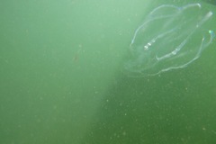 Bolinopsis infundibulum