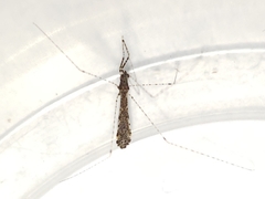 Empicoris rubromaculatus