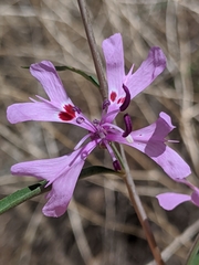 Clarkia xantiana