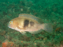 Choerodon cephalotes