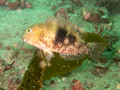 Choerodon cephalotes